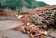 バイオマス集積基地。木材市場に並ばないものを利用するために集めています。