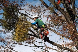 ヤドリギを採取するアーボリストと呼ばれる職人。樹高30mはあるような木でも、あっという間に登っていきます。