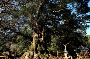 日本一の巨樹で、国特別天然記念物の「蒲生の大楠」。蒲生八幡神社（鹿児島県姶良市）の境内に立ち、推定樹齢は1,500年、幹回りは24.2mにおよびます。