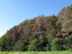 松枯れが進む林。枯れた木からマツノマダラカミキリがマツノザイセンチュウを運び、元気な木をどんどん枯らしてしまいます。