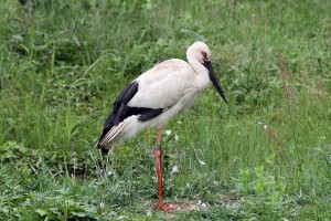 飼育環境下にあるコウノトリ（兵庫県豊岡市・コウノトリの郷公園で撮影）