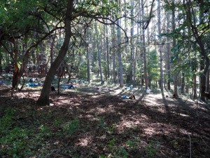 現地の林で実施してみた、林の好きな場所で寝転ぶという森林療法。心地がいいひとときでした。